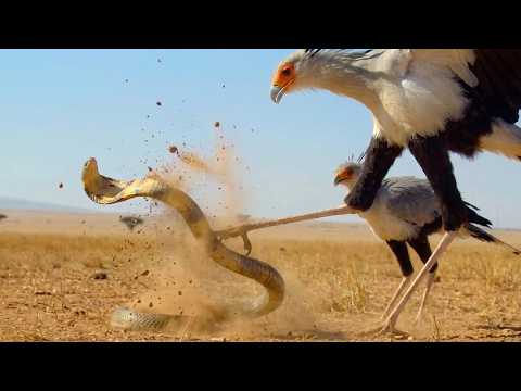 Savanna Shock: Secretary Bird Mom Knocks a Cobra Back to Protect Her Chick