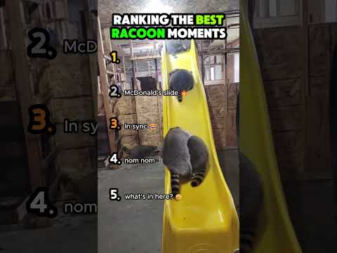 Ranking the top 5 best Raccoon moments 😂🦝 #raccoon #shorts