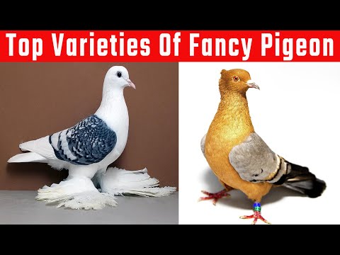 , title : 'Top Varieties Of Fancy Pigeon #2'