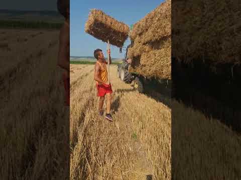 Baieti de la Mihai Bravu,Tulcea😂😂😂❤