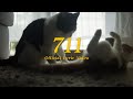 TONEEJAY 711 Official Lyric Video