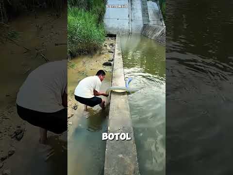 ​Dikiranya Disetrum Orang, Ternyata Ini Penyebab Ratusan Ikan Mendadak Mati! #short
