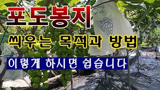 [텃밭농부 1,574]  포도송이에 봉지 씌우는 목적과 손쉬운 방법. #포도재배