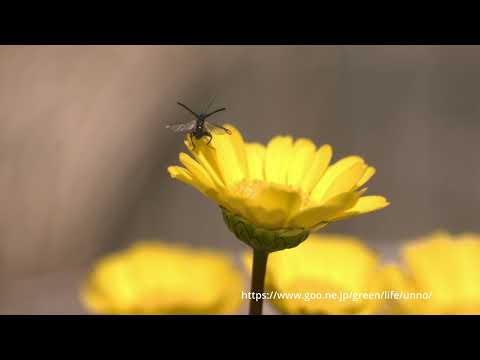 モモブトカミキリモドキスローモーション