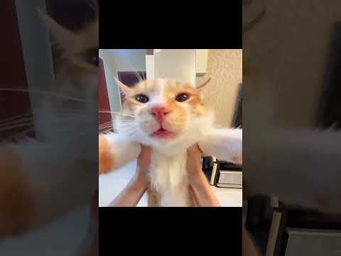 AAWOOOOOOO AA AA AWO cat #cat #cattomemes #catmeme #catshorts #funny #meowmemes #memescat #saturday