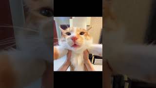 Download lagu AAWOOOOOOO AA AA AWO cat #cat #cattomemes #catmeme #catshorts #funny #meowmemes #memescat #saturday mp3 Download lagu AAWOOOOOOO AA AA AWO cat #cat #cattomemes #catmeme #catshorts #funny #meowmemes #memescat #saturday mp3