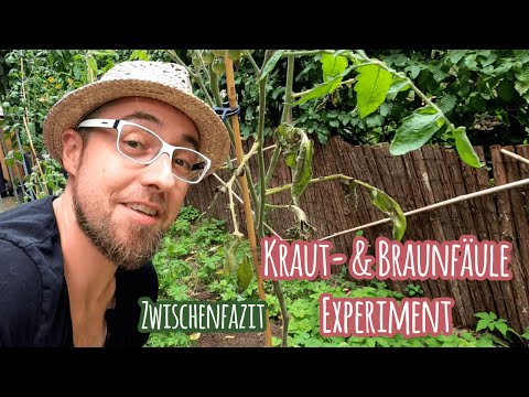 , title : 'Tomaten Pflanzen Kraut und Braunfäule Experiment 🥀 Zwischenfazit Was hilft und was nicht?'