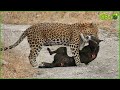 30 Moments When Hungry Leopards Break Into People's Houses to Attack Dogs | Animal Fight