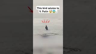 Download lagu This bird salutes to V. Putin 🤯😱.. @Putinrespect3 #vladimirputin #russia #shorts #video mp3