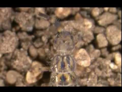 Chilocaloria su uova un verme di Almaty Lyambliya in biliare
