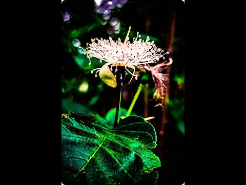 Nature status 🌾||beauty of a lichi flower 🌺||nature lover status 🥰|| peace of nature 🌾