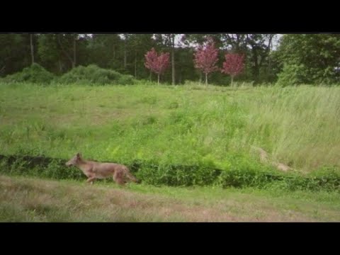 What to do if you see coyotes around your property