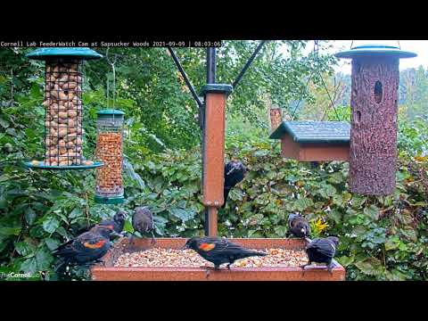 Flock of Red-winged Blackbirds Passes Through Feeders In Ithaca, New York – Sept. 9, 2021