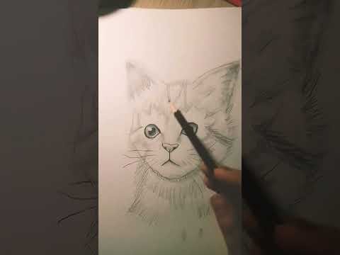 котик просит подписаться. 😢😽