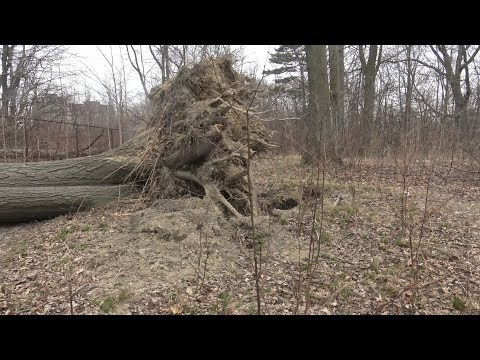 НАШЕЛ В ЛЕСУ УПАВШЕЕ ДЕРЕВО И ТУТ НАЧАЛОСЬ!