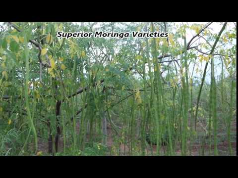 download lagu mp3 mp4 Organic Veda Moringa, download lagu Organic Veda Moringa gratis, unduh video klip Organic Veda Moringa