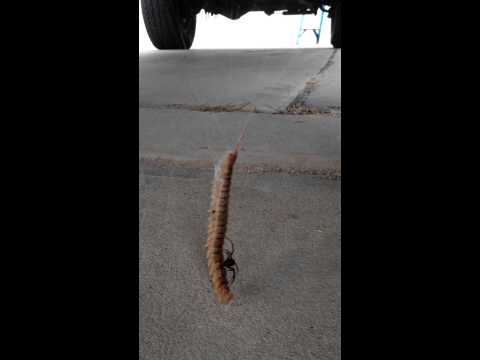 Black widow owns giant centipede