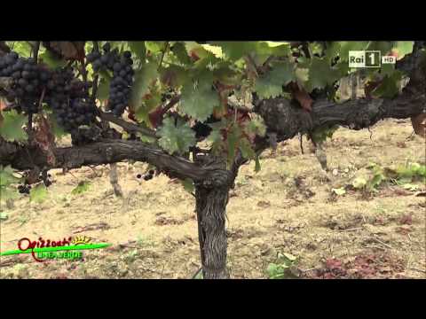 #Enologica35 - Rai 1 Linea Verde Orizzonti - Puntata del 4/10/14