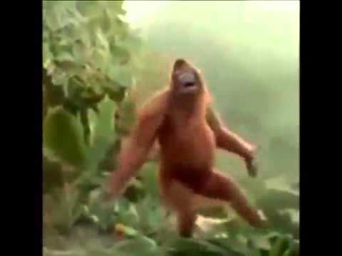 Il ballo della scimmia.