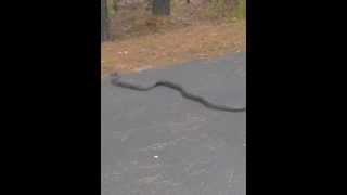 preview picture of video 'huge black snake crossing road'