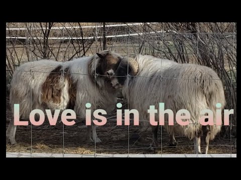 Sheep breeding and fence building