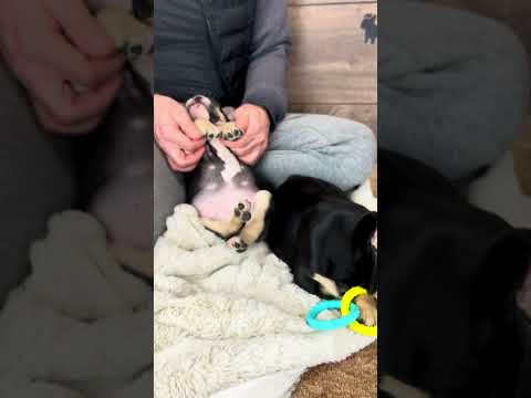 Video 1