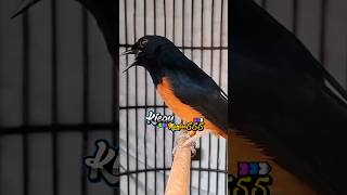 Download lagu BIKIN MERINDING! murai Batu Fullmateri Gacor Emosi Ketika Liat Lawan Keluarkan Isian! #muraibatu mp3