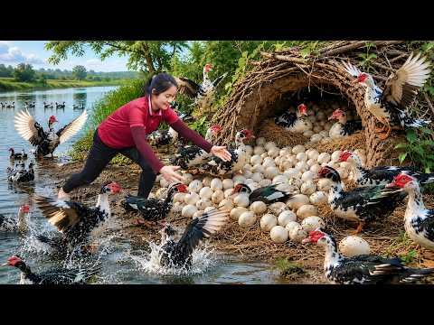 Harvesting Wild Ducks Forest Mountains & Go to Village Market Sell | Duck catching process