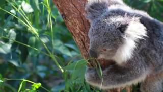 Koalas driven to drink by climate change