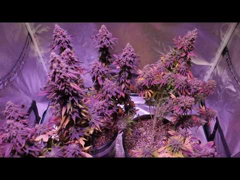 AUTOFLOWER CANNABIS QUESTIONS AND ANSWERS - THINGS TO KNOW