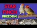 STAR FINCH BREEDING