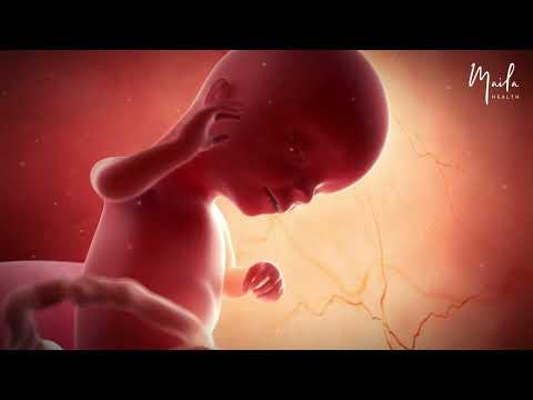 16 Weeks of Pregnancy | Second Trimester | Fetal Stage