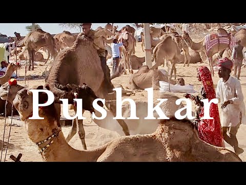 PUSHKAR Camel Fair | CAMEL TRADING + Pushkar HORSE MARKET, Rajasthan, India   पुष्कर