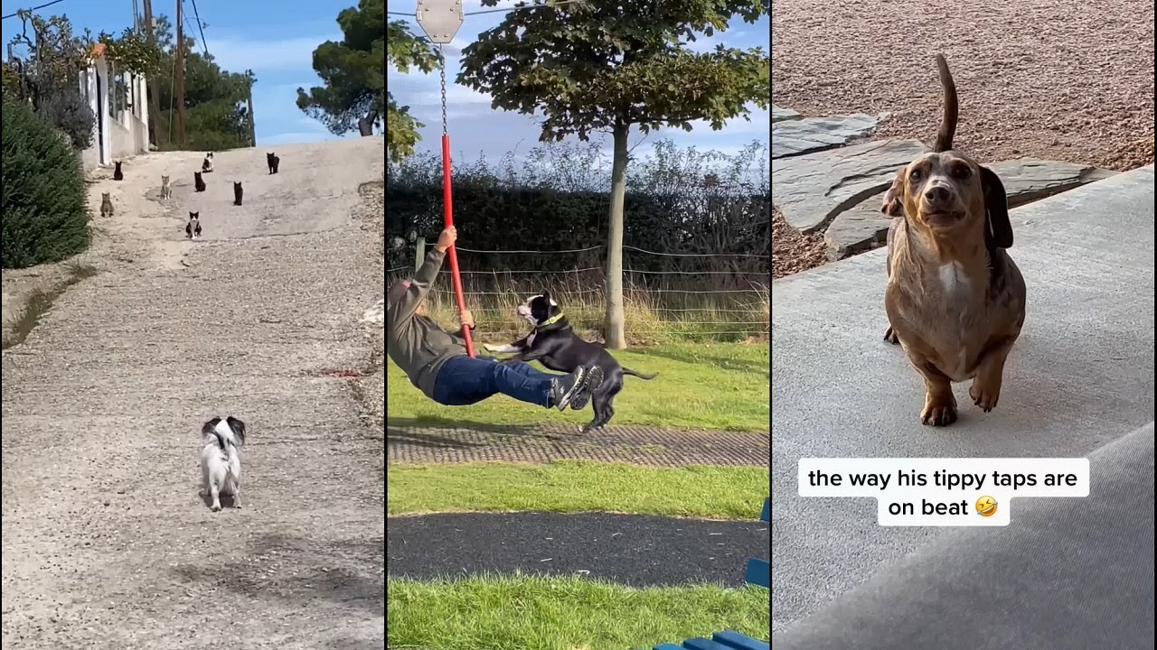 When God sends you a funny dog