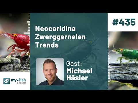 my-fish.org - Neocaridina Dwarf Shrimp Trends – Orange Eyes & Extreme Backline (Michael Häsler)