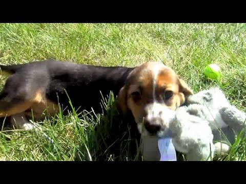 In vitro fertilization goes to the dogs