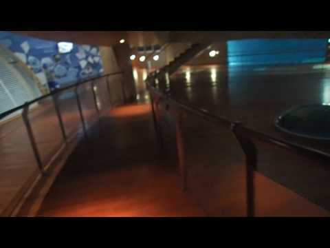 40 Odobenus rosmarus Walrus Oceanografico Valencia 2017