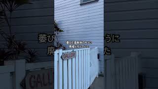 15年ぶりに訪れた、ハワイ島HILOの町。ダウンタウンは寂れ、ホームレスだらけになっていた。2024.10.6〜9 #hilo #ハワイ旅行　#Hawaii #ハワイ島
