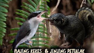 Download lagu kombinasi tajam pedas | bajing kekes vs jinjing petulak mp3 Download lagu kombinasi tajam pedas | bajing kekes vs jinjing petulak mp3
