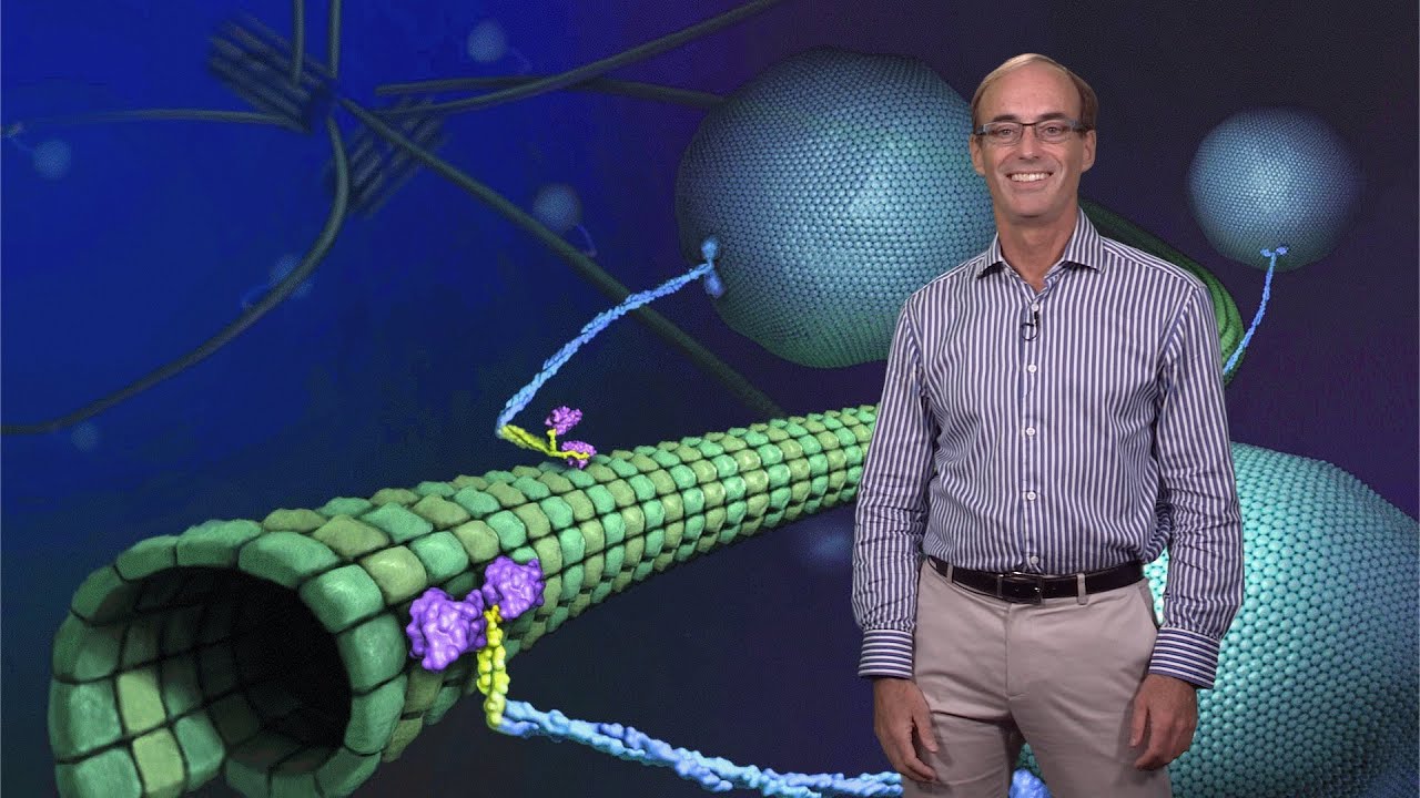 Ron Vale (UCSF, HHMI) 1: Molecular Motor Proteins