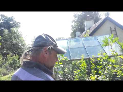 download lagu mp3 mp4 Appletreeman, download lagu Appletreeman gratis, unduh video klip Appletreeman