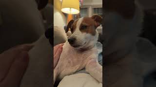 Video preview image #1 Mutt Puppy For Sale in Philadelphia, PA, USA