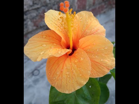 Blooming of Hibiscus flower🌺🌼❤😍💛#Hibiscus#Planting#gardening#joba#hibiscusflower🌺#sudeshna'ssphere