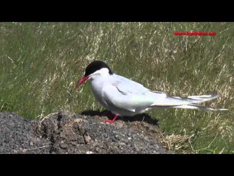 Charran artico ( Sterna paradisaea ) Arctic Tern