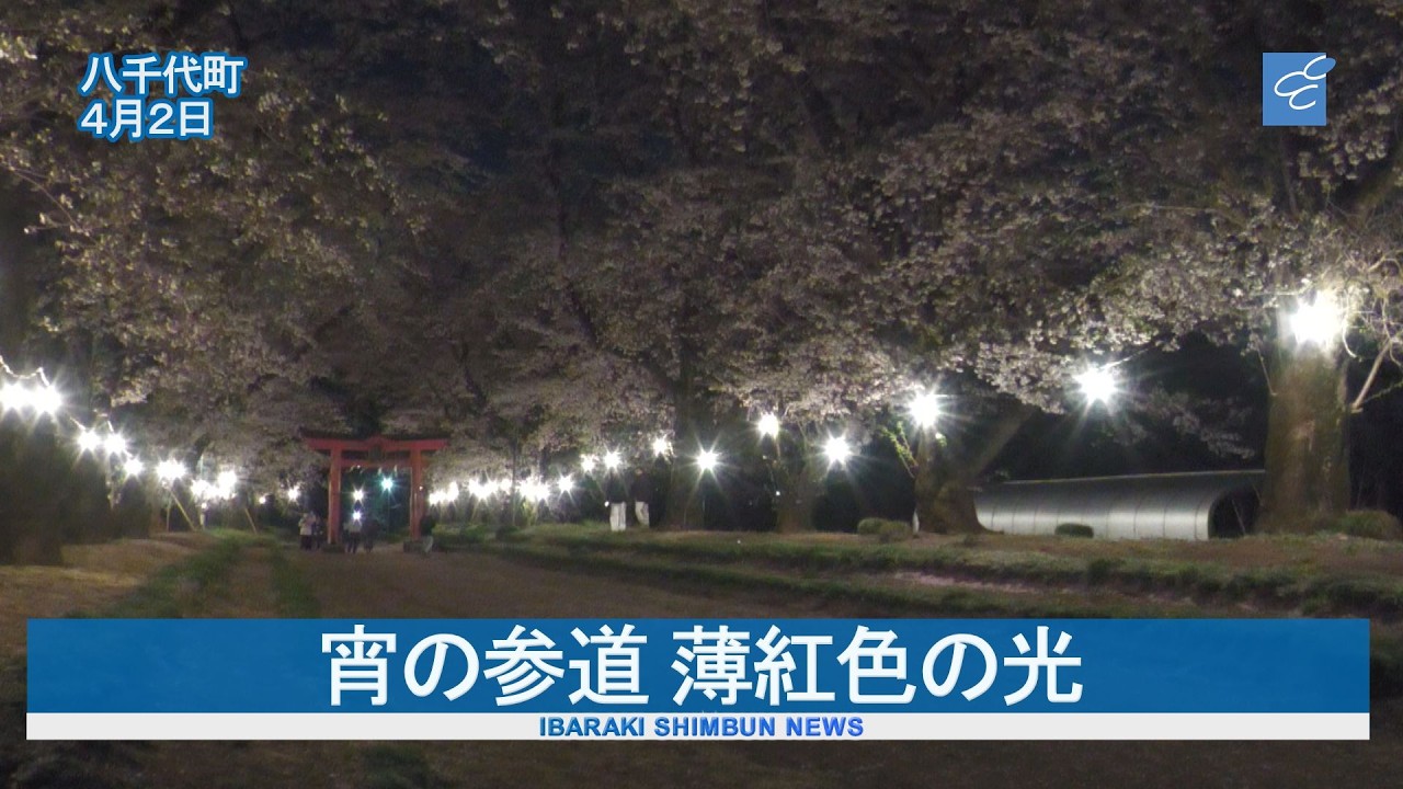 桜めぐり　東蕗田天満社　宵の参道　薄紅色の光