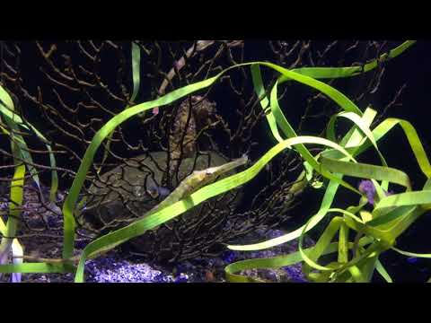 Syngnathus typhleについて詳しく解説