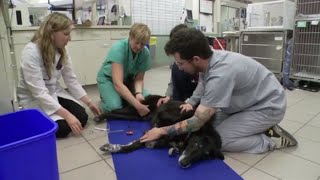 Elderly Dog Loses Mobility in His Legs | Vets Saving Pets