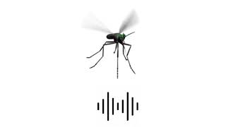 Download lagu EFEK SUARA NYAMUK MENGGANGGU 1 JAM/ANNOYING MOSQUITO SOUND EFFECT 1 HOURS mp3