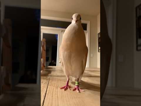 Atlas when he sees broccoli #birds #dove #animals #pet