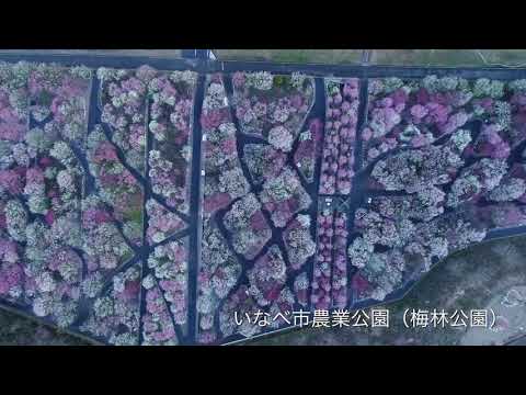 いなべ市農業公園 梅まつり【ドローン撮影】(いなべ市)